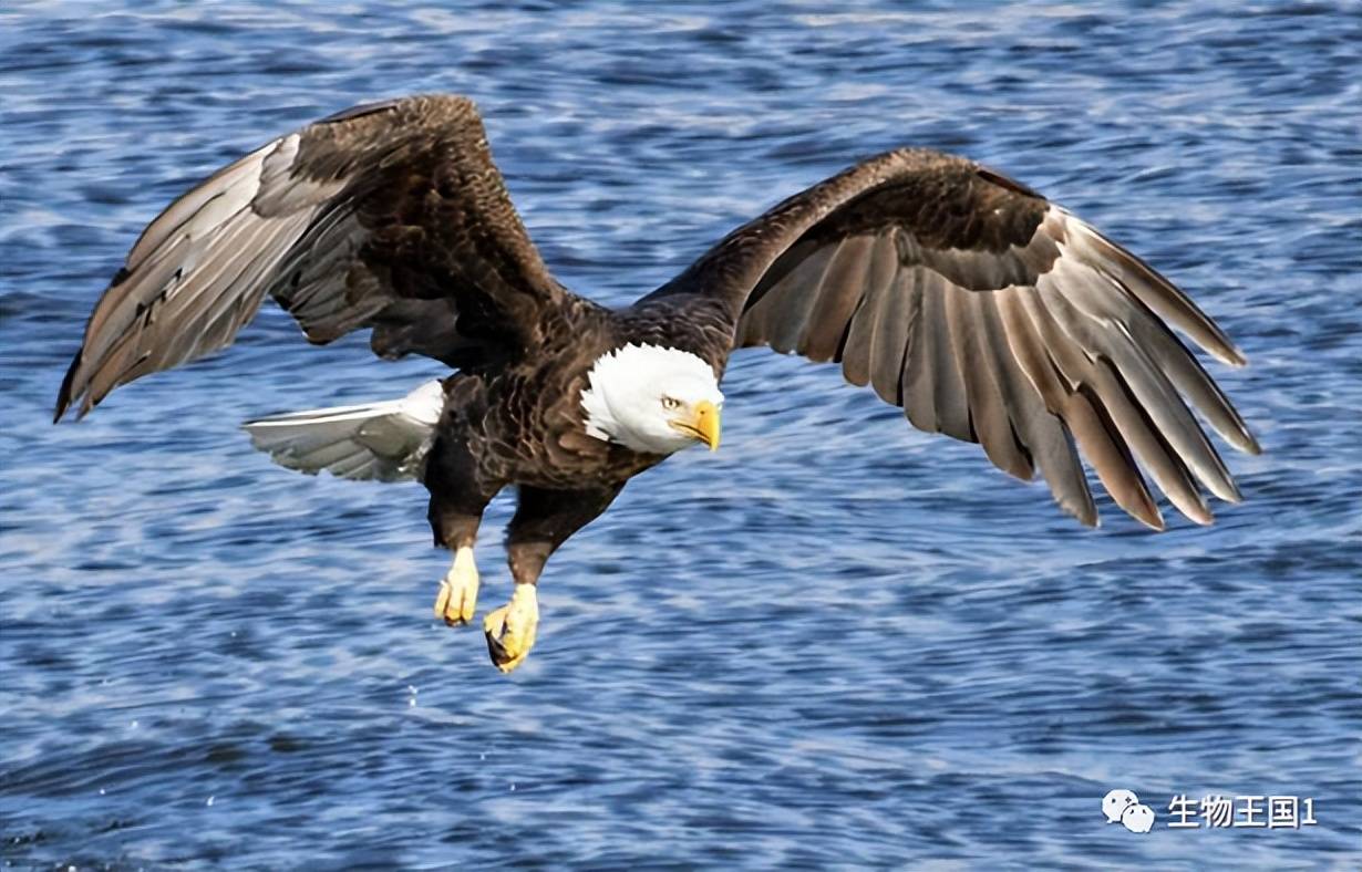 老鹰持续胜出迎来第四 老鹰持续胜出迎来第四