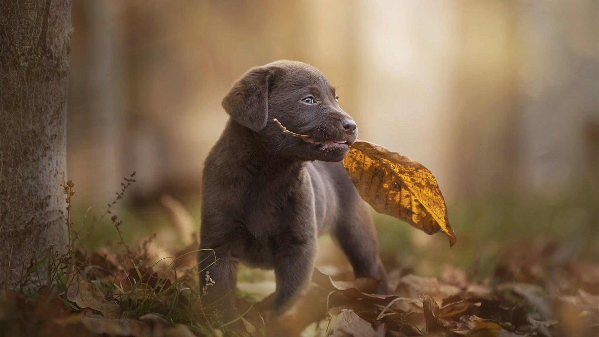 东决关键战之夜，奥纳纳一柱擎天，定义禁区统治新高度