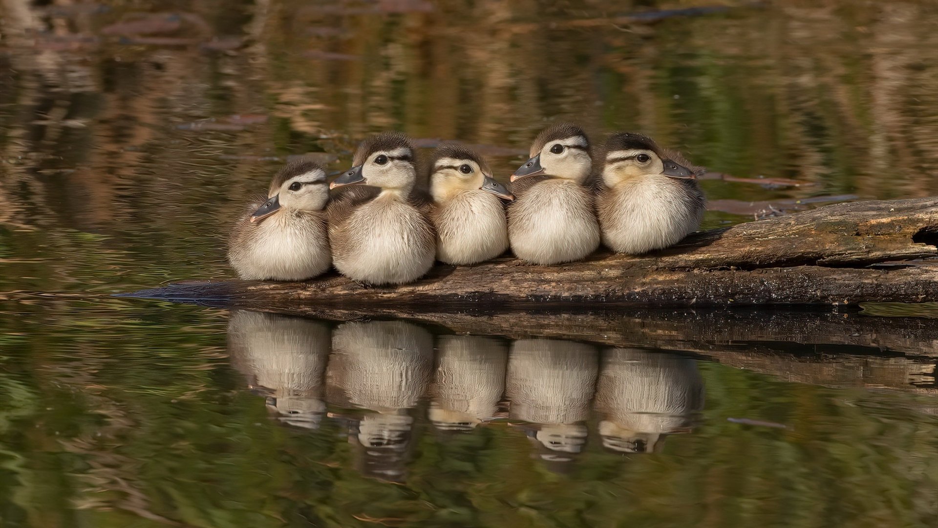 拉梅洛关键进球定乾坤，NBA总决赛之夜的传奇时刻