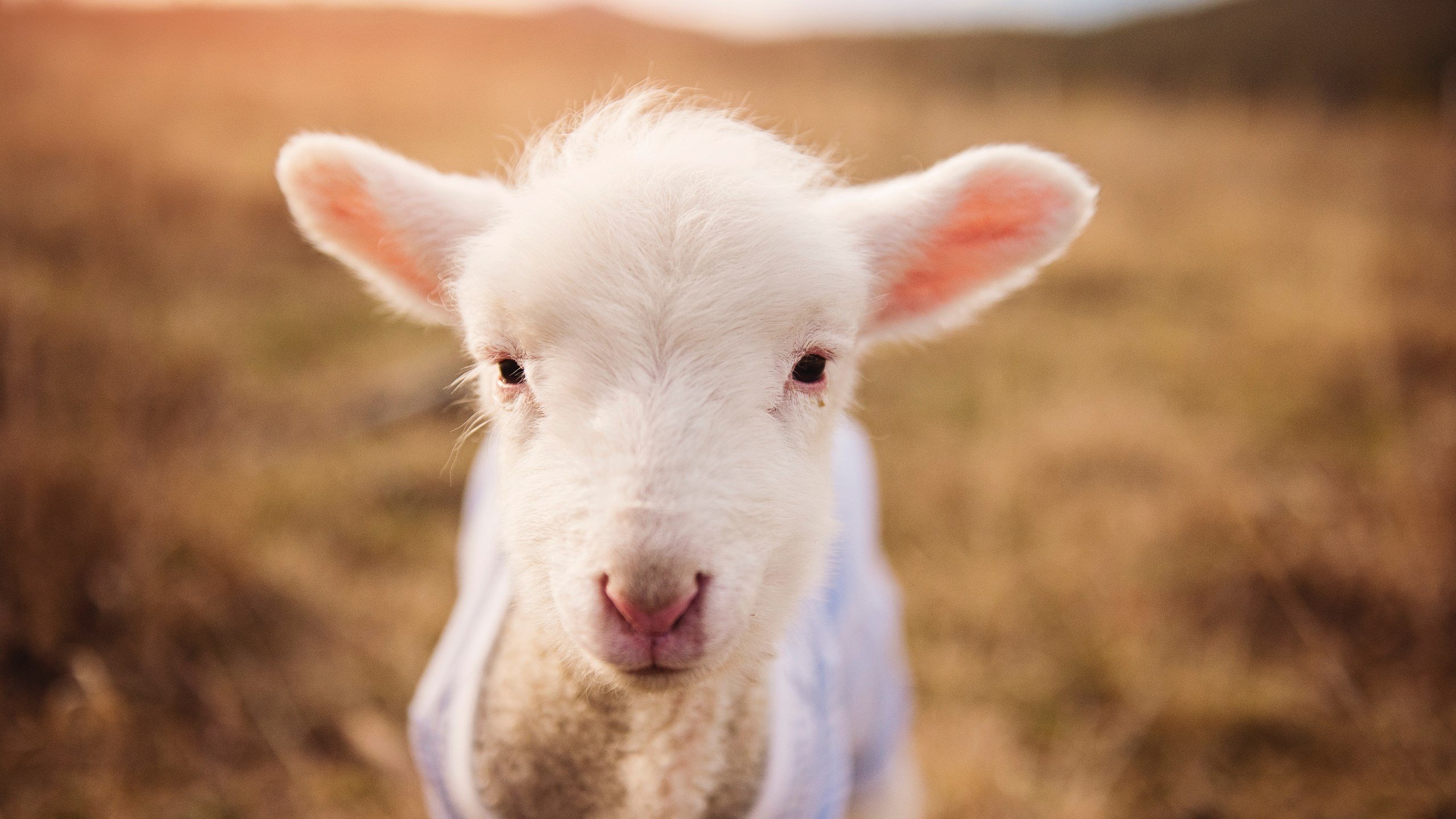 克瓦拉茨赫利亚一剑封喉，乌拉圭险胜巴西引爆足坛