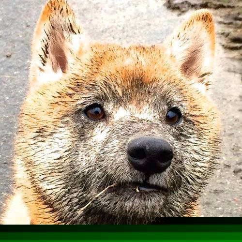 撕裂童话的亚洲利刃，李刚仁在突尼斯对阵丹麦之战中宣告新时代来临