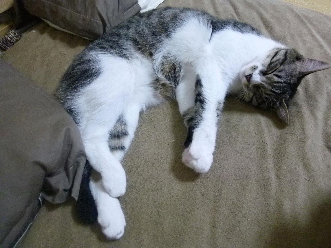 开云体育平台APP-跨界时速，当瑞士足球遇见F1赛道，姆巴佩的双重征服