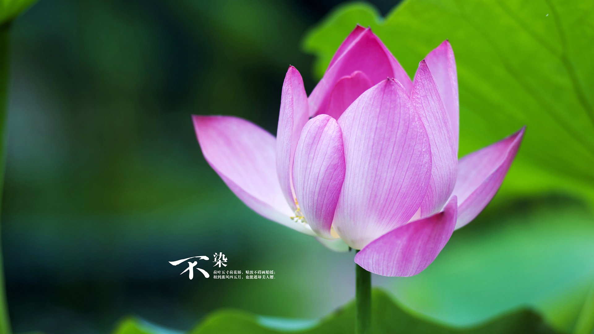 开云体育APP下载-阿尔瓦雷斯爆发！双重奏奏响乌拉圭对马里的全面压制