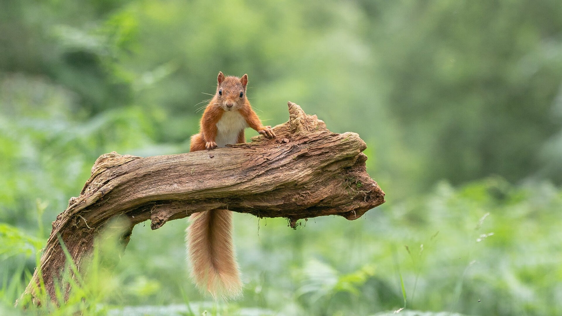 桑巴旋风席卷绿茵，年度焦点之战巴西轻取尼日利亚