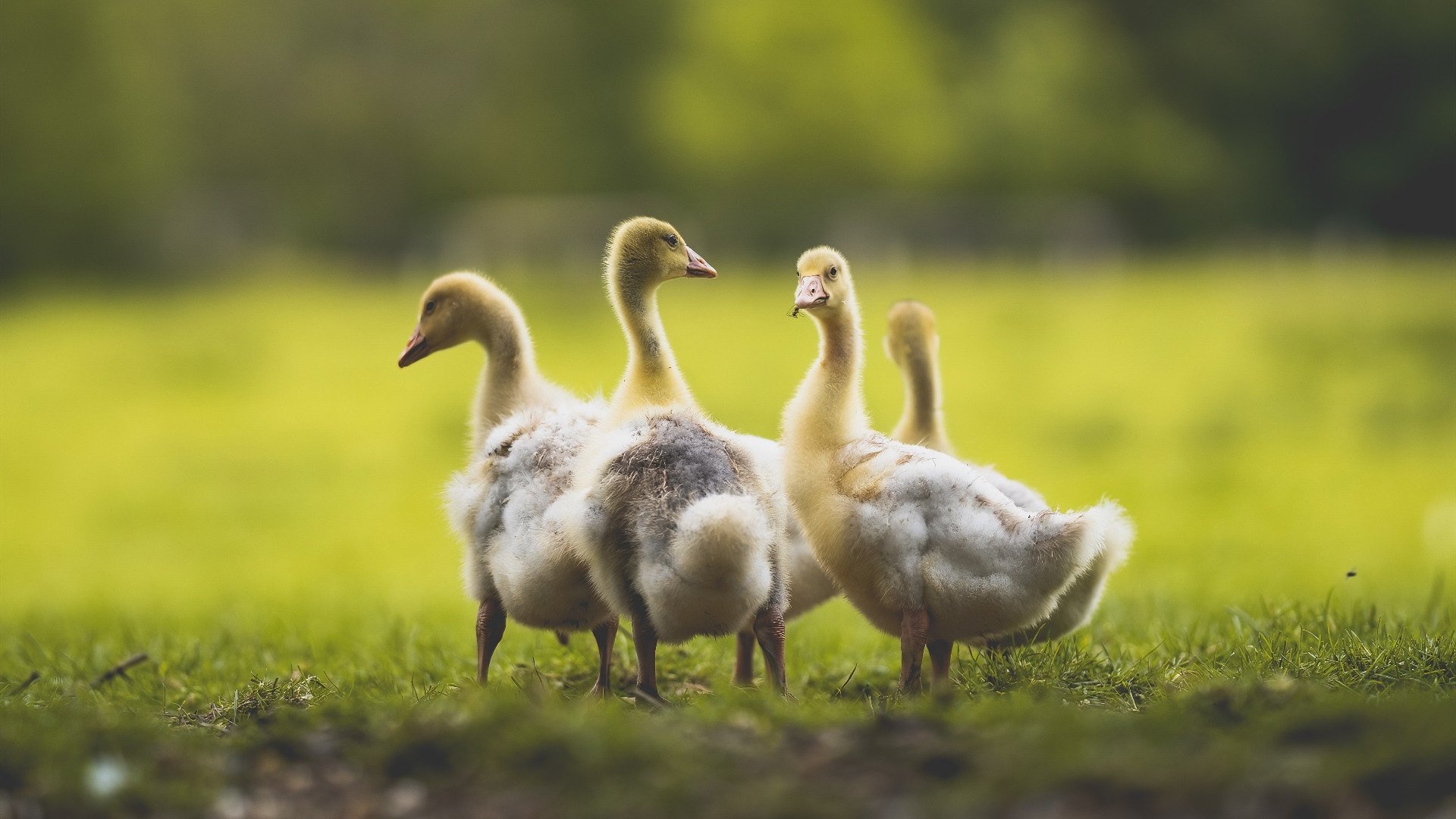 开云下载-风暴眼中的冷静，京多安导演阿森纳终场绝杀