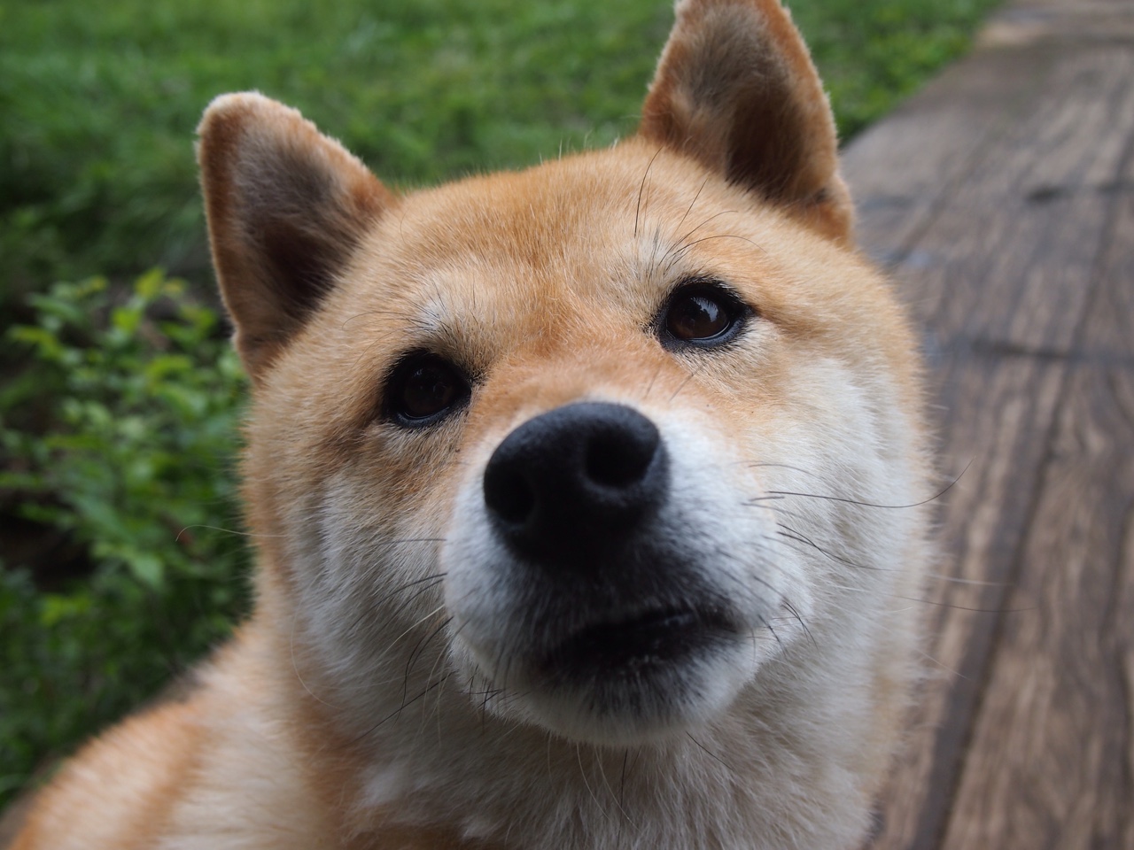 里昂对阵尼斯激战落幕,萨拉赫赛后评分拉满引深思