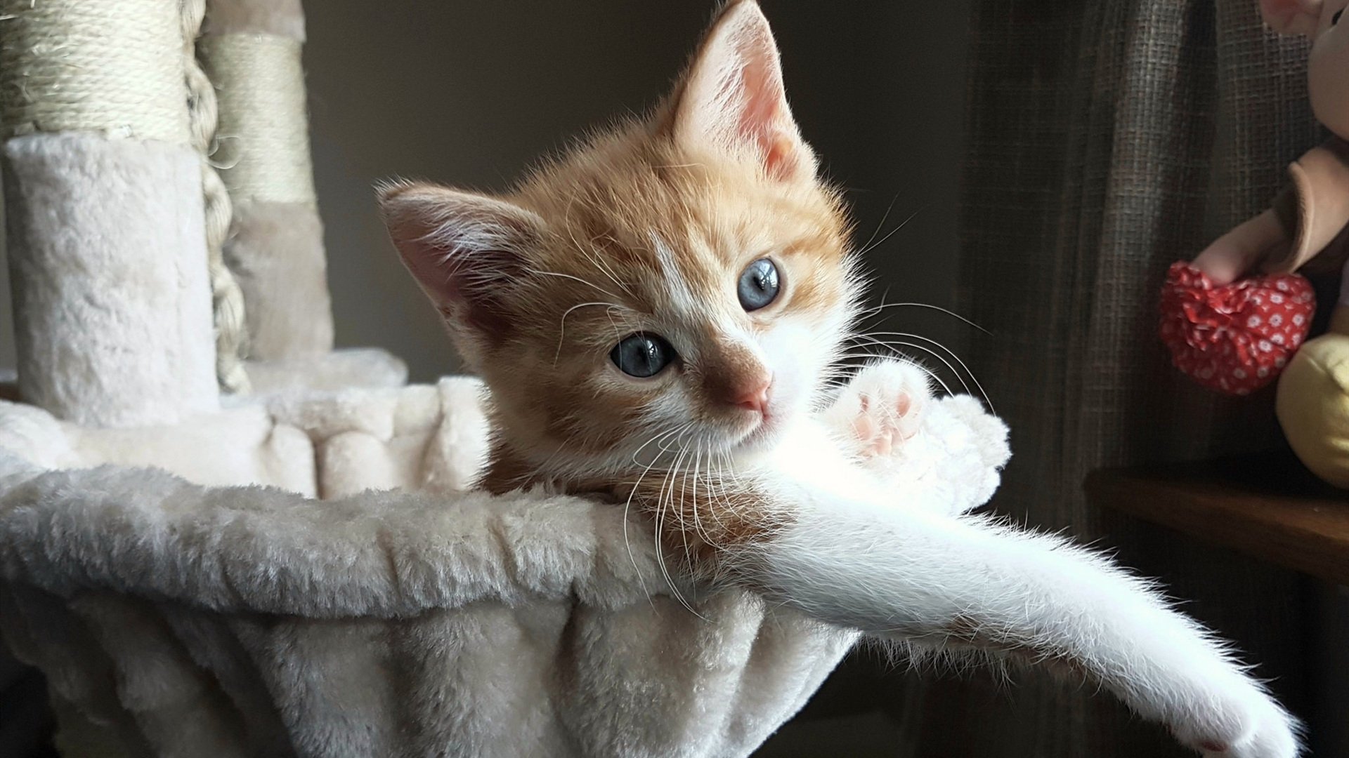 悬崖上的舞者,门迪一扑定乾坤,玻利维亚血战里昂幸存