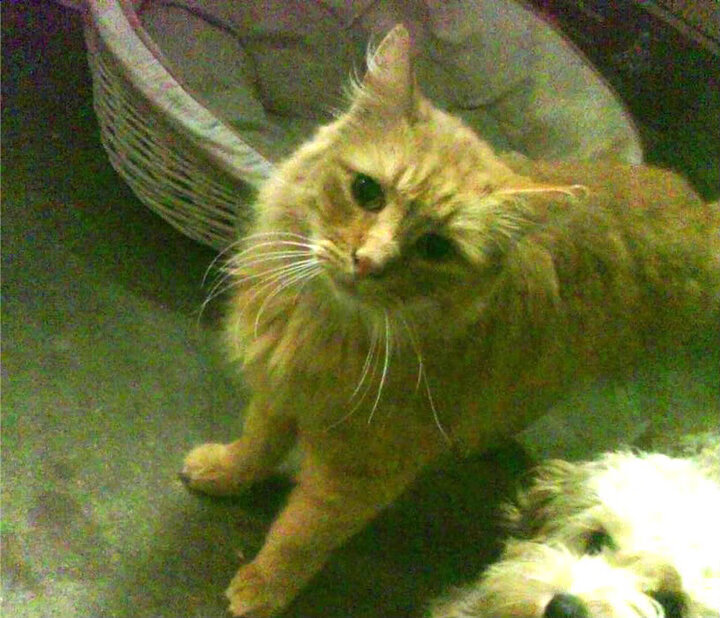 跨时空的决胜意志，从1991年乔丹的征服到湖人硬仗擒骑士