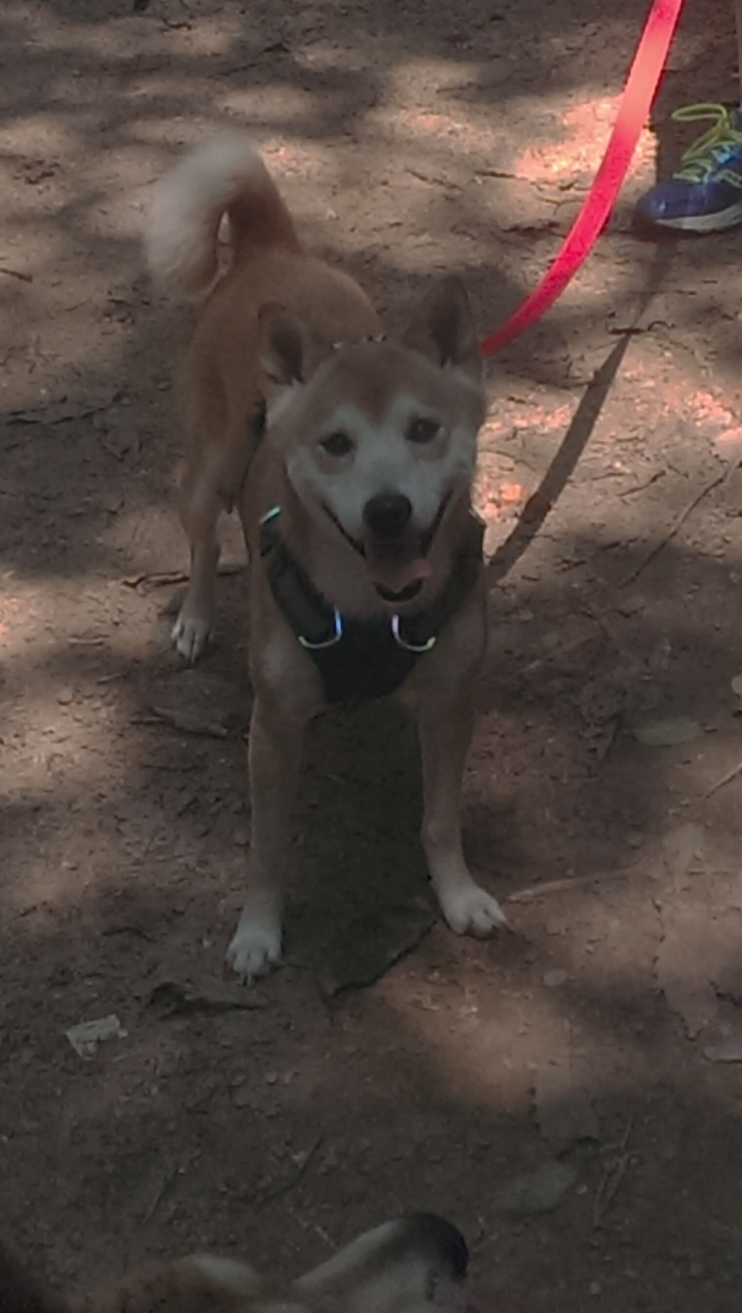 开云体育在线-绿茵与赛道，波兰翻盘乌拉圭的启示与莱奥F1争冠的统治力