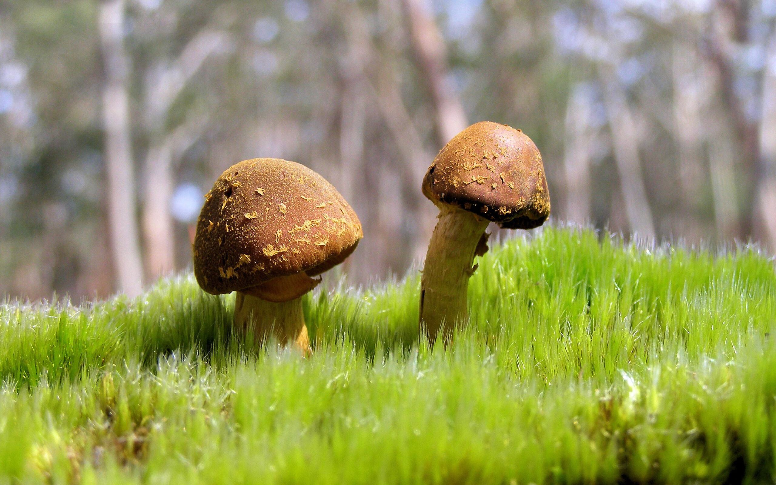 开云体育登录-孤岛成屿，西亚卡姆用个人能力在奥运洪流中铭刻坐标