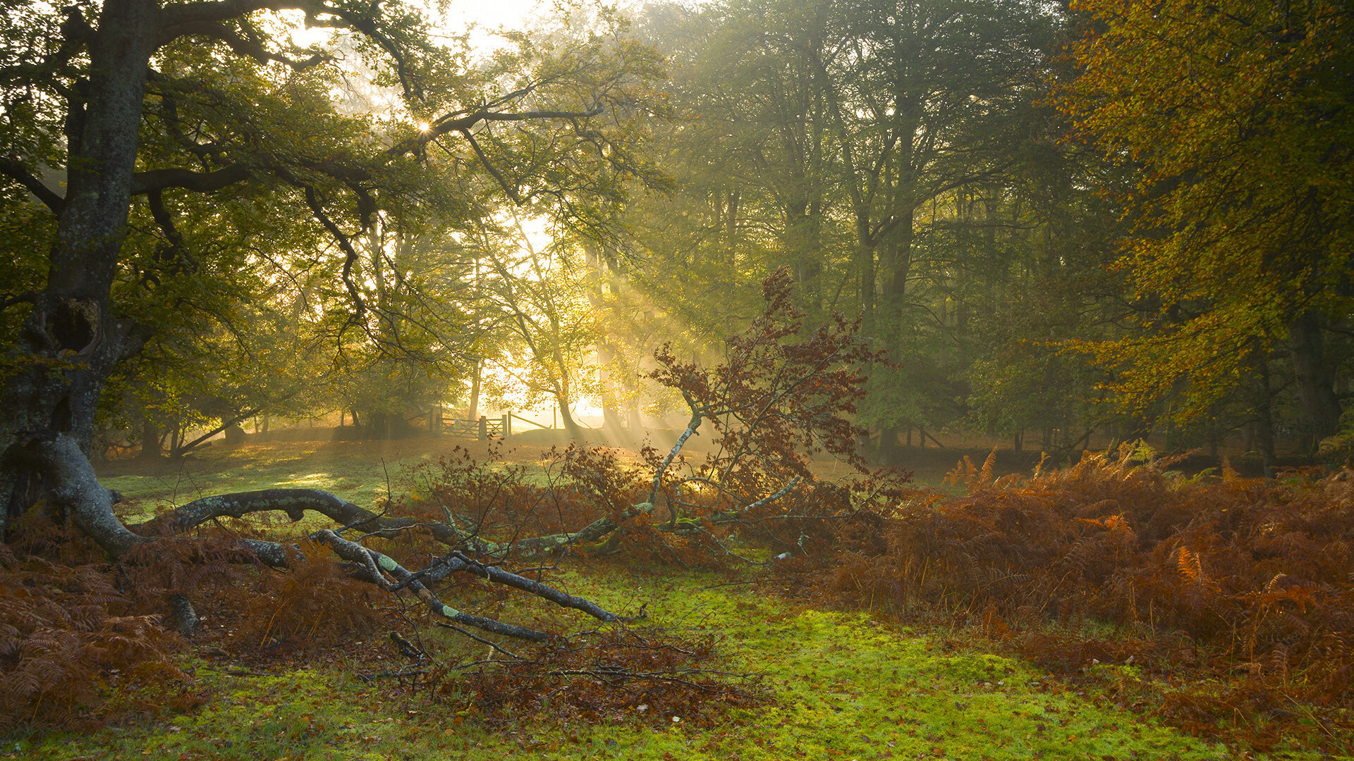 世界排名争夺战之夜，哈登进攻端无人可挡，谱写登峰造极的篮球诗篇