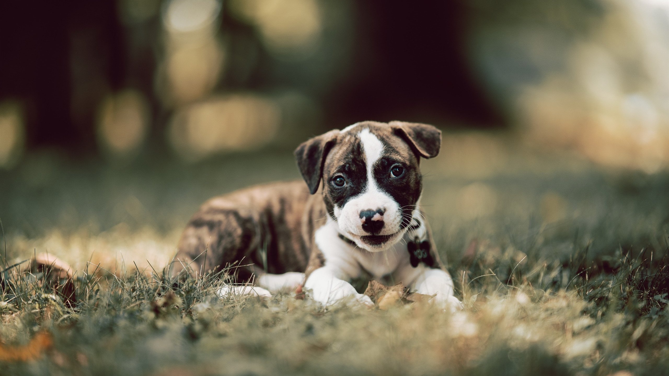 跨越赛场的激情，美加墨世界杯焦点战与马刺加时取胜灰熊的体育交响
