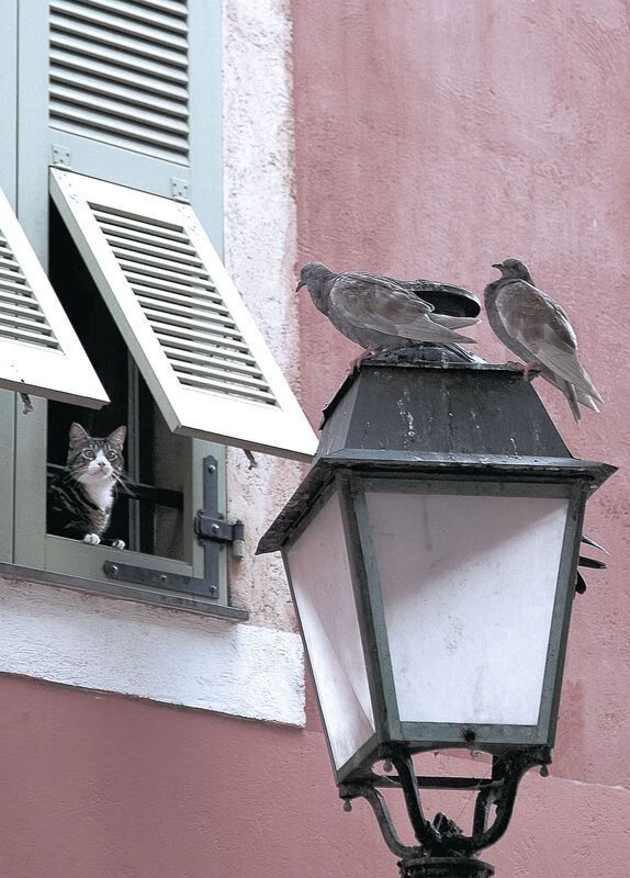 双面利刃，欧文无差别杀伤下的步行者与爵士困局