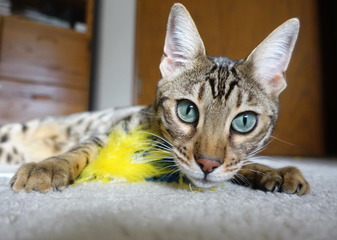 黄金一代的收割,当格列兹曼于2026年世界杯决赛接管一切