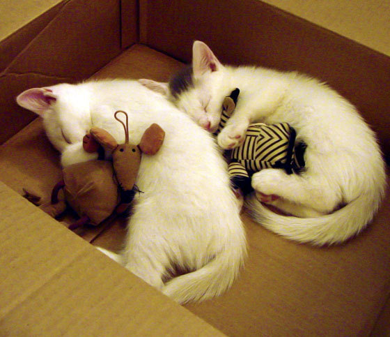 巴黎圣日耳曼全面压制委内瑞拉,克瓦拉茨赫利亚闪耀成为关键先生