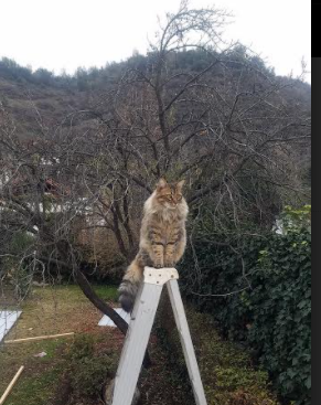 C罗攻防两端完美统治,马德里竞技力克土耳其劲旅